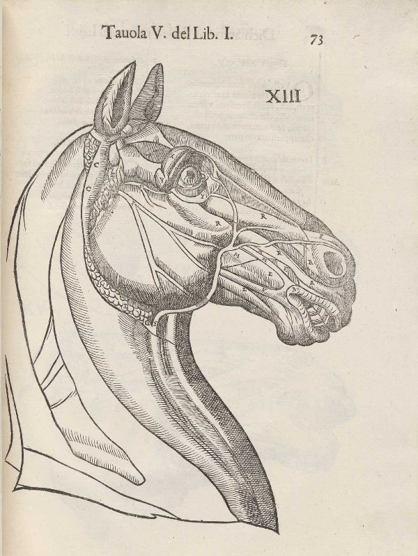Detail of head of horse from page of the Dell